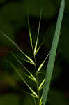 Eastern bottlebrush grass